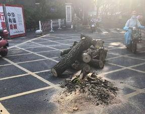 绵阳最新凯厦砍树爆料消息,真相与争议交织